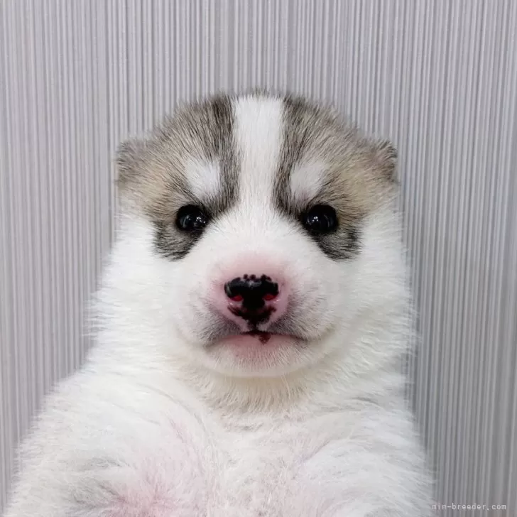 ID：2404-06725の子犬