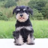 ミニチュアシュナウザー【東京都・女の子・2023年5月9日・ブラック&シルバー】の写真1「可愛い笑顔😍」