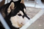 シベリアンハスキー【・女の子・2023年3月14日・ブラック&ホワイト】