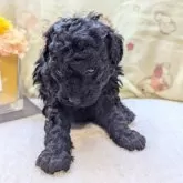 タイニープードル【長崎県・男の子・2025年11月15日・ブラックまたはブルー】の写真5