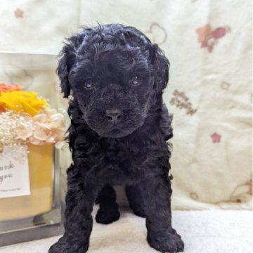 トイプードル(タイニー)【長崎県・男の子・2025年11月15日・ブラックまたはブルー】の写真「ママ大好き甘えん坊BOY」