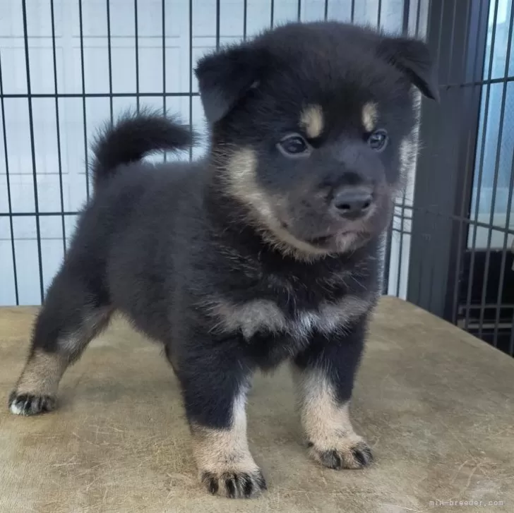 ID：2505-01035の子犬