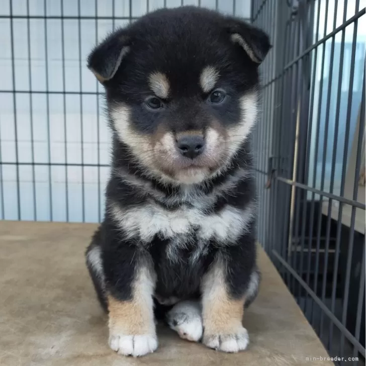ID:2506-01781の子犬