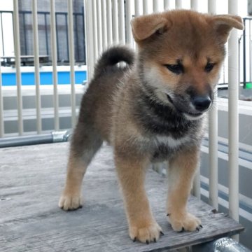 柴犬(標準サイズ)【岐阜県・男の子・2025年6月29日・赤】の写真「凛々しくなってきました」