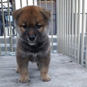 柴犬(標準サイズ)【岐阜県・男の子・2025年6月29日・赤】の写真「つぶらな瞳な男の子」