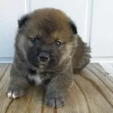 柴犬(標準サイズ)