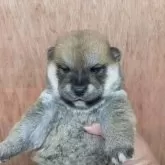 柴犬(標準サイズ)