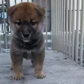 柴犬(標準サイズ)