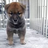 柴犬(標準サイズ)