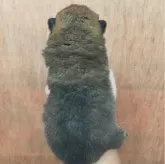 柴犬(標準サイズ)【岐阜県・男の子・2025年11月8日・赤】の写真4