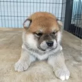柴犬(標準サイズ)【岐阜県・男の子・2025年5月22日・赤】の写真7