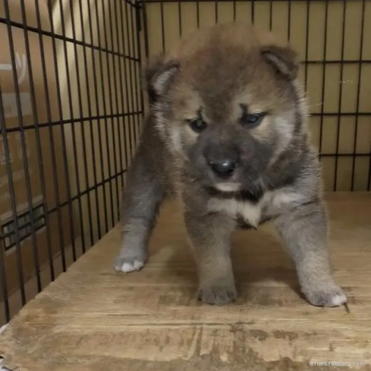 ID:2309-00267の子犬
