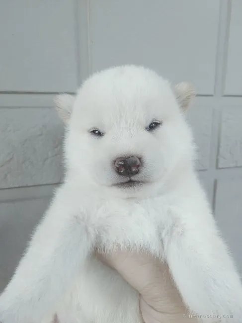 ID：2009-02463の子犬