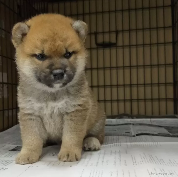 ID:2405-01488の子犬