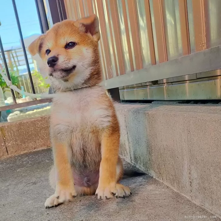 ID：2408-04500の子犬