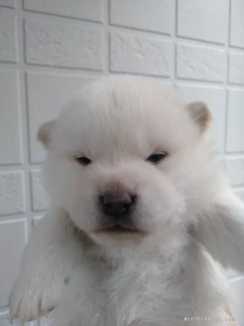 ID：2103-01290の子犬