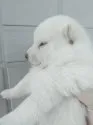 柴犬(標準サイズ)【岐阜県・男の子・2020年8月28日・白】の写真3