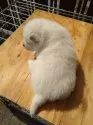 柴犬(標準サイズ)【岐阜県・男の子・2021年2月22日・白】の写真4
