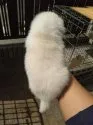 柴犬(標準サイズ)【岐阜県・男の子・2021年2月22日・白】の写真5
