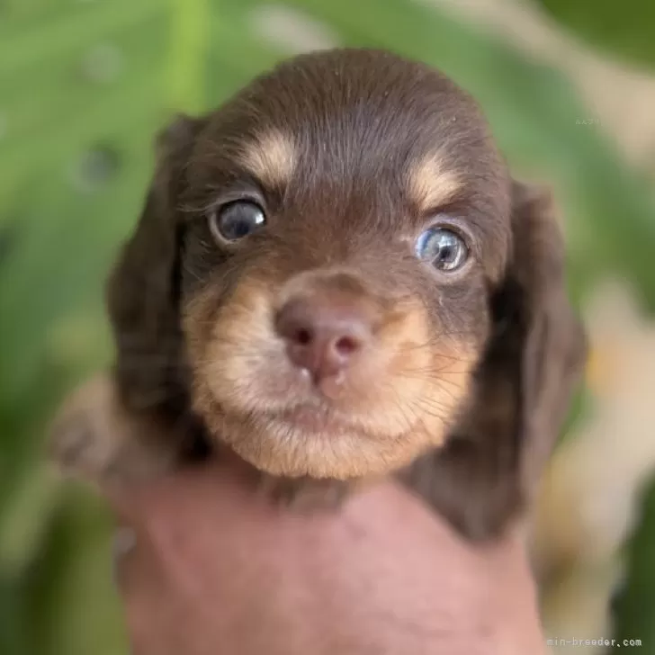 ID:2502-04854の子犬