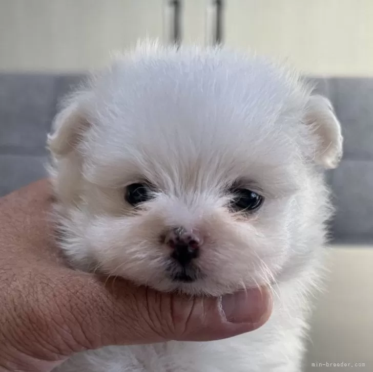 ID:2411-04342の子犬