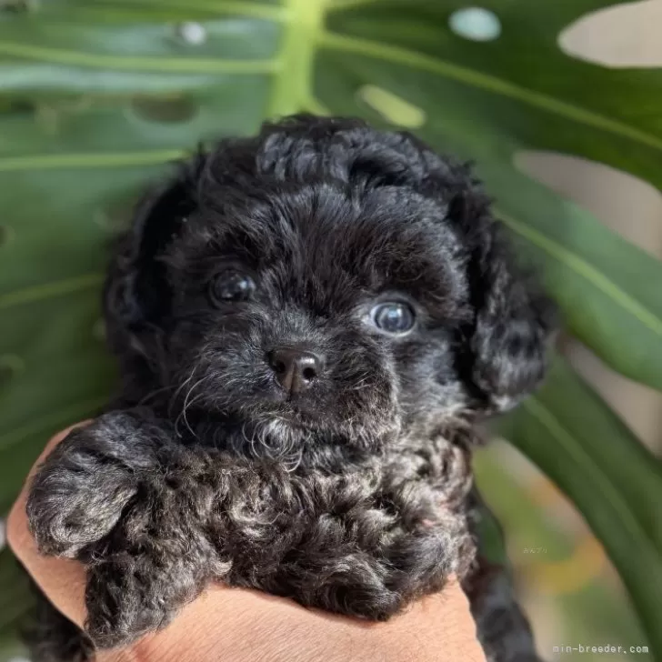 チワプー(トイプードル×チワワ)【静岡県・女の子・2025年10月13日・ブラック】の写真1