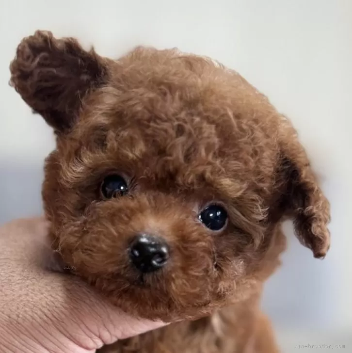 ID:2506-07668の子犬