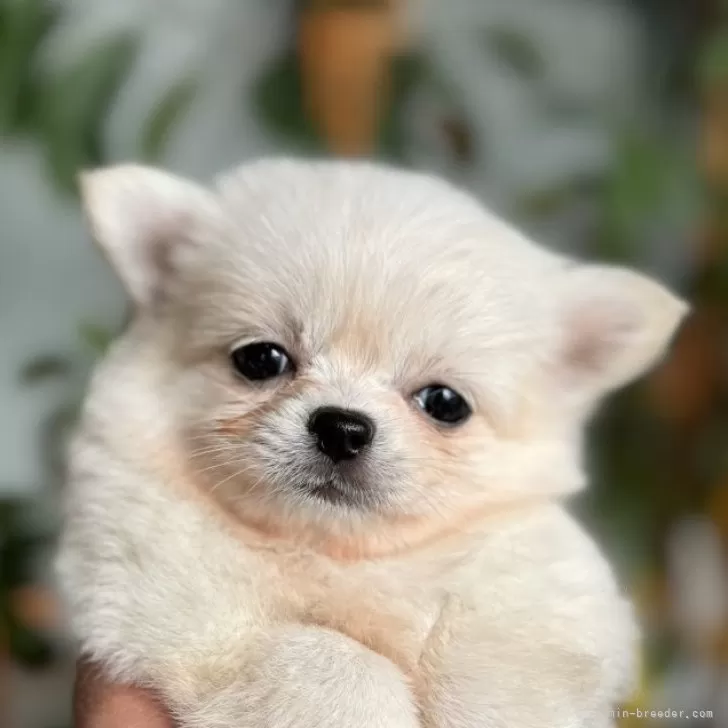 ID：2510-06691の子犬