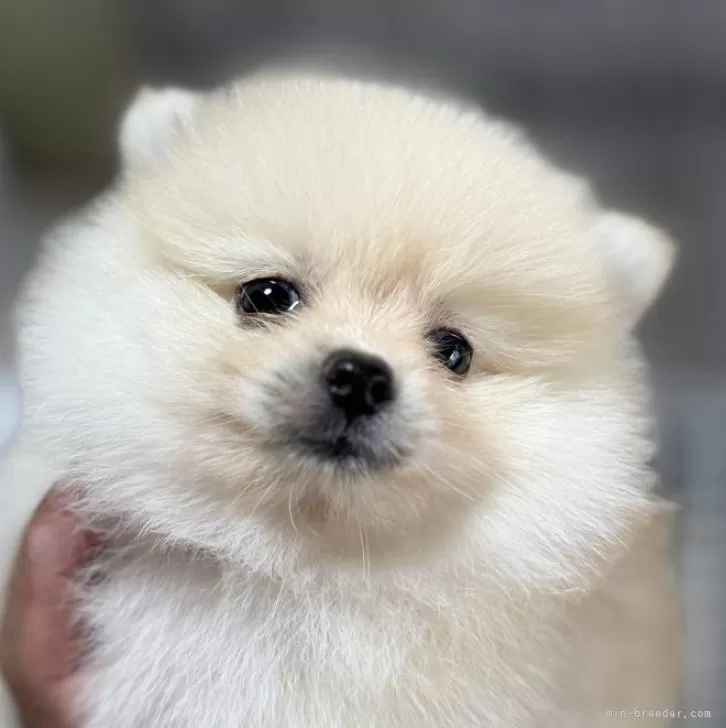 M.K 様のお迎えした子犬