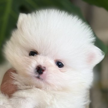 ポメラニアン【静岡県・男の子・2025年10月2日・クリーム】の写真「毛量たっぷりイケメンポメ君」