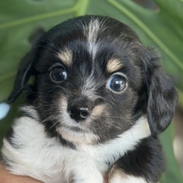 チワックス(チワワ×ダックスフンド)【静岡県・男の子・2025年10月12日・パーティー】の写真「派手な毛色のチワックス君」