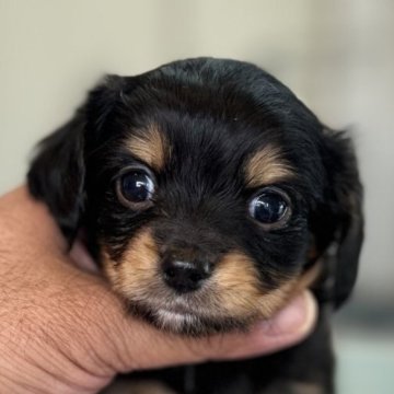 チワックス(チワワ×ダックスフンド)【静岡県・男の子・2025年10月10日・ブラックタン】の写真「可愛い男の子」