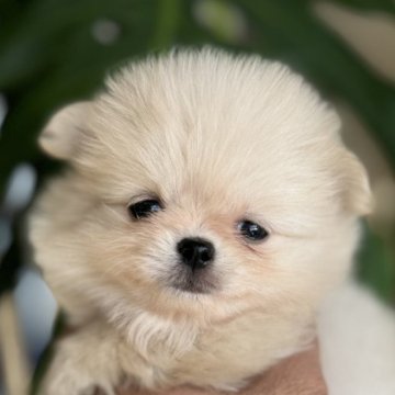 ポメチワ(ポメラニアン×チワワ)【静岡県・女の子・2025年9月20日・クリーム】の写真「可愛い女の子」