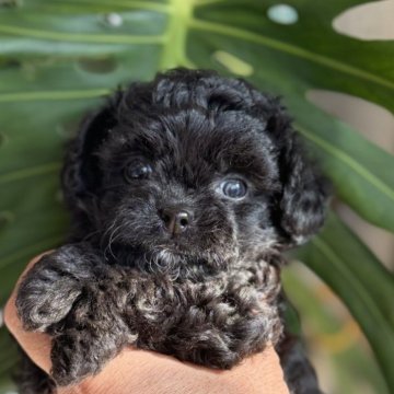 チワプー(トイプードル×チワワ)【静岡県・女の子・2025年10月13日・ブラック】の写真「可愛い女の子」