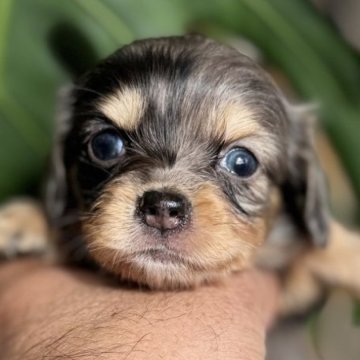 チワックス(チワワ×ダックスフンド)【静岡県・女の子・2025年10月10日・ブルーマール】の写真「レアな女の子」