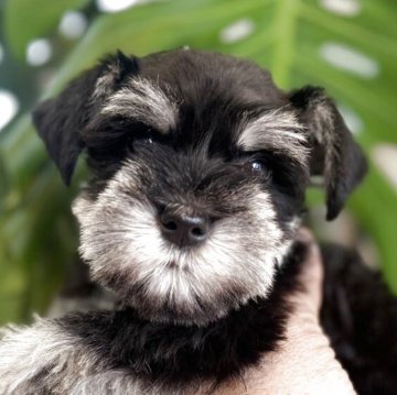 ミニチュアシュナウザー【静岡県・女の子・2025年1月31日・ブラックシルバー】の写真「可愛い女の子」