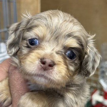 チワックス(チワワ×ダックスフンド)【静岡県・女の子・2025年10月10日・チョコマール】の写真「レアカラーチワックスちゃん」