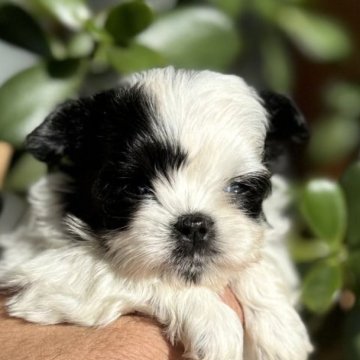 チワマル(チワワ×マルチーズ)【静岡県・女の子・2025年10月12日・ホワイト&ブラック】の写真「可愛い小さな女の子」