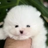 ポメラニアン【静岡県・男の子・2025年10月2日・クリーム】の写真1