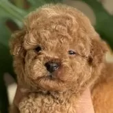 タイニープードル