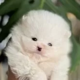 ポメラニアン【静岡県・男の子・2025年10月2日・クリーム】の写真3