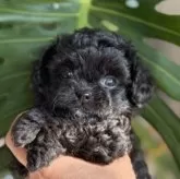 チワプー(トイプードル×チワワ)【静岡県・女の子・2025年10月13日・ブラック】の写真5