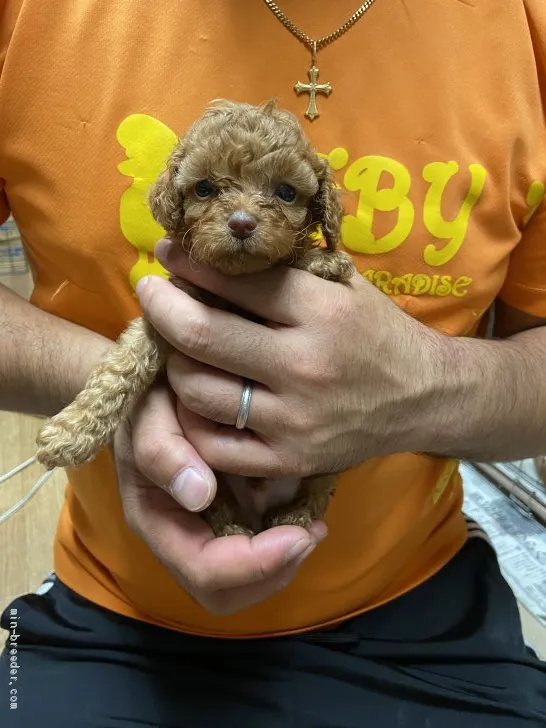 ID:2010-01592の子犬