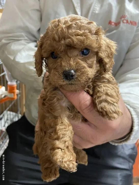ID：2003-01635の子犬