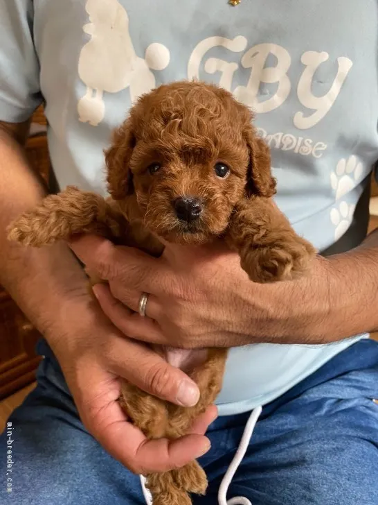 ID：2009-02537の子犬