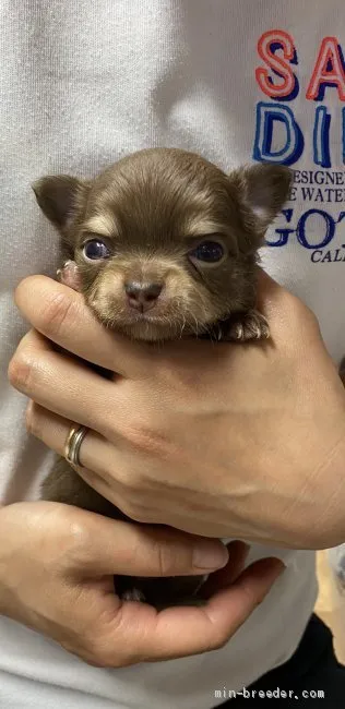 ID：2005-02387の子犬