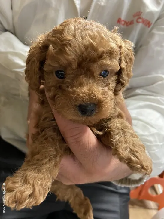 ID:2003-01638の子犬