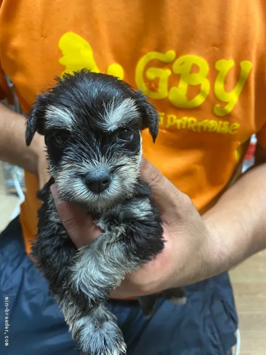 ID：2007-00984の子犬
