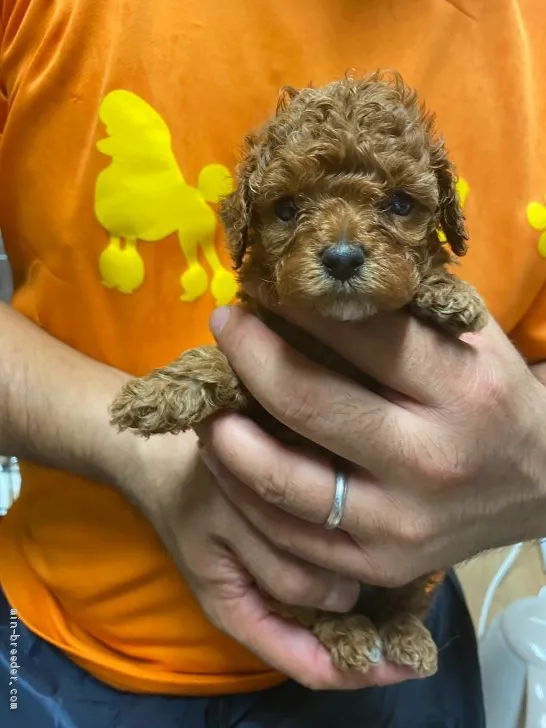 ID：2007-00987の子犬