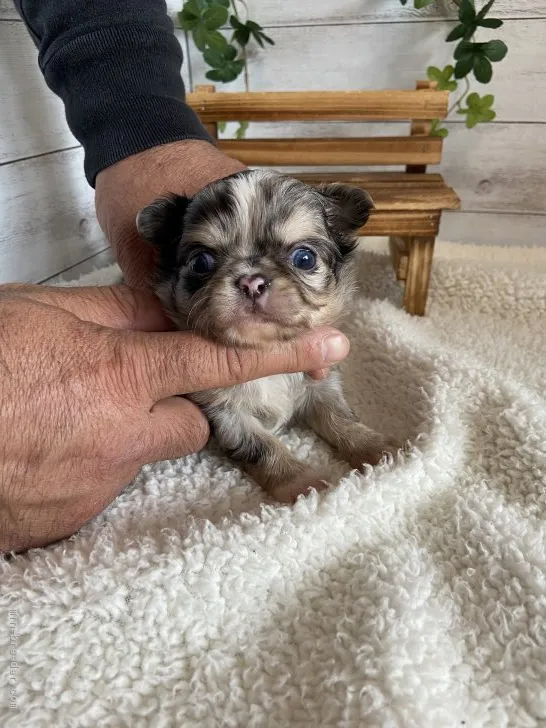 ID：2004-00702の子犬